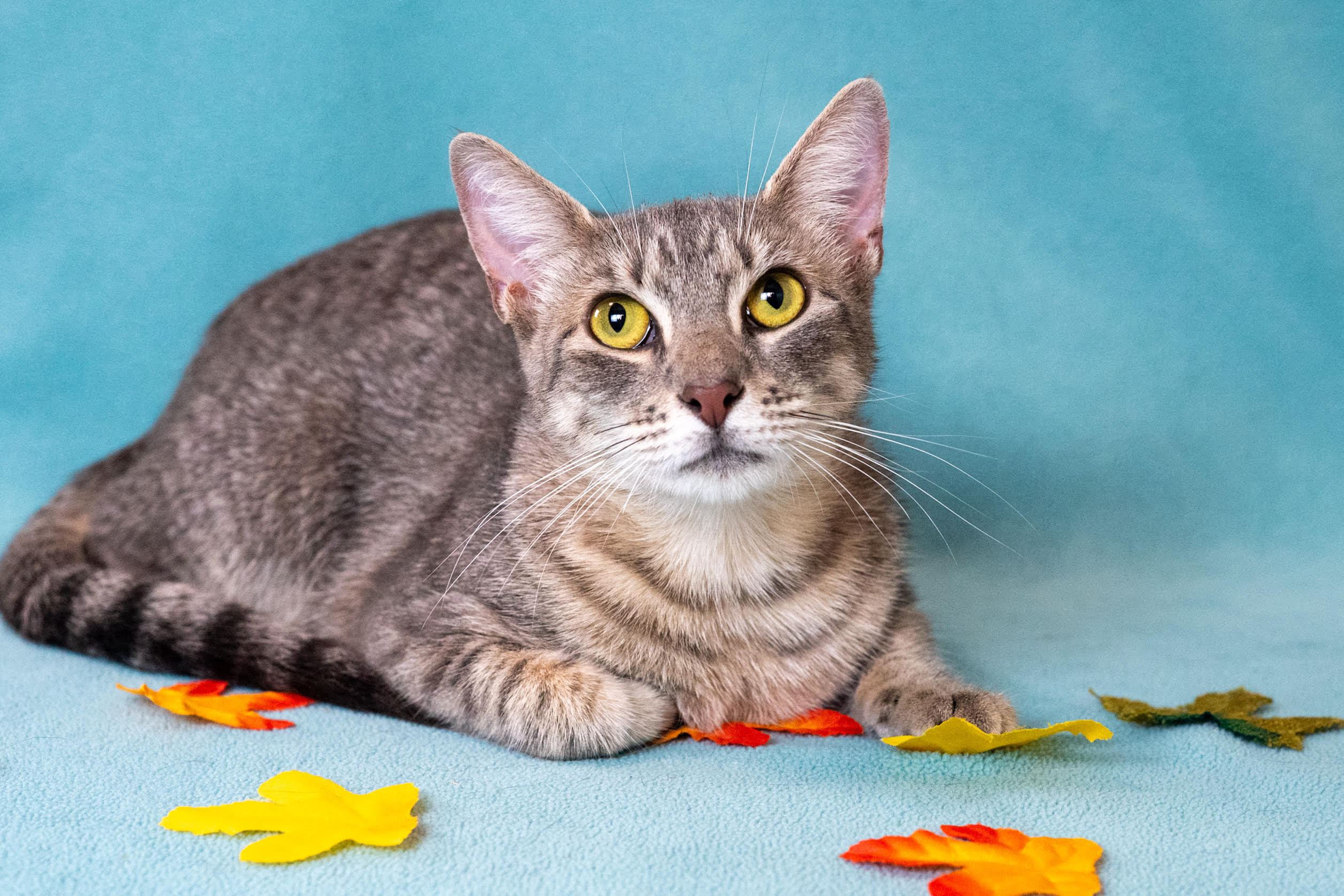 adopt