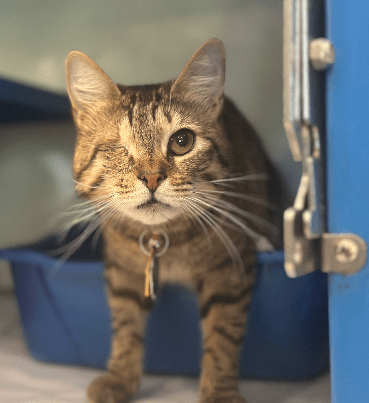 Binky is one of this week's featured — and very adoptable! — cats
