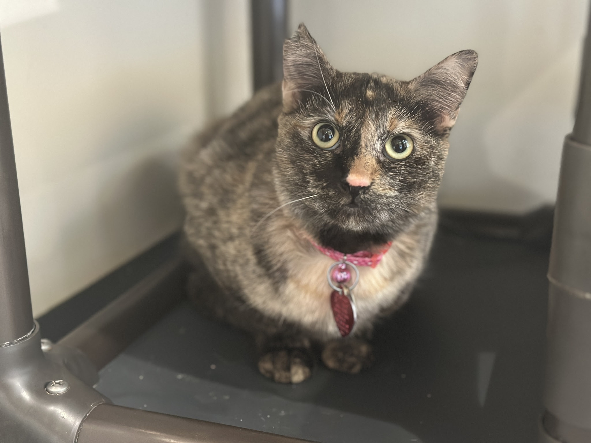 adopt