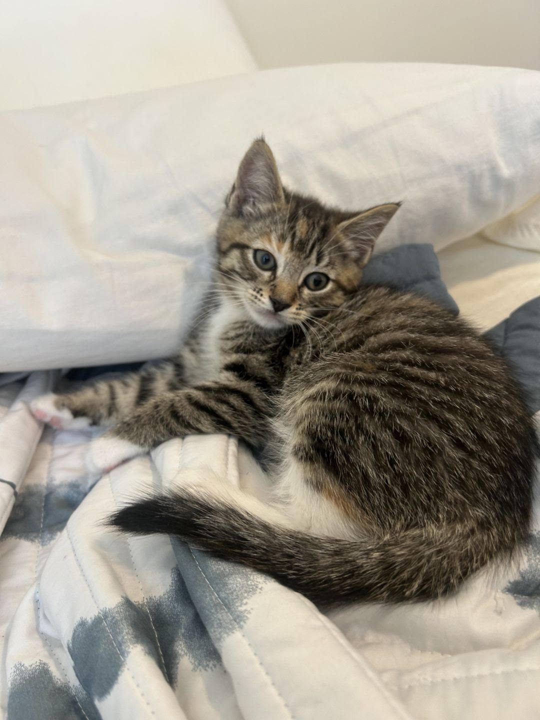 adopt