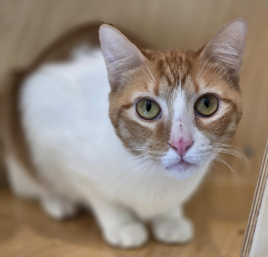 adopt