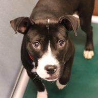 Chaca is one of the sweet pups looking for her forever home!