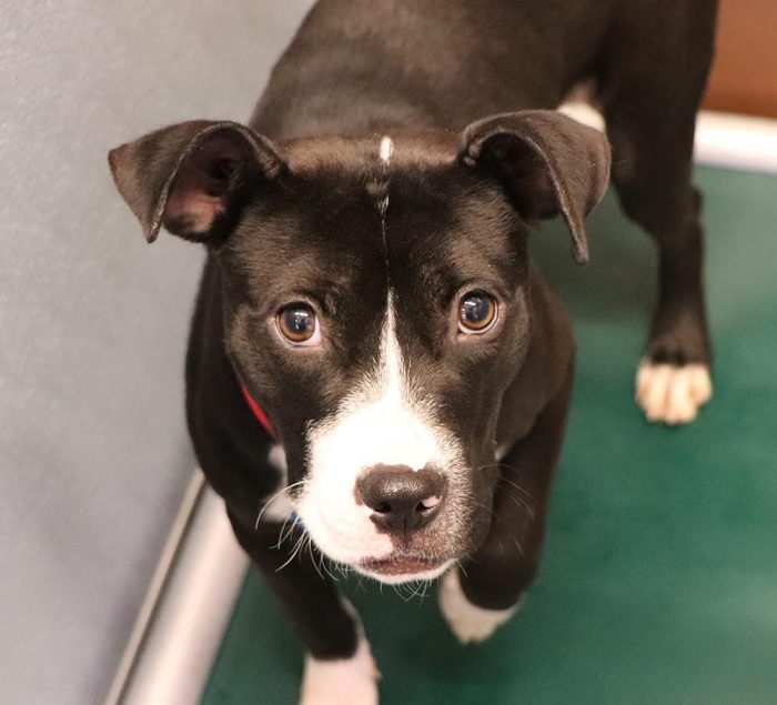 Chaca is one of the sweet pups looking for her forever home!