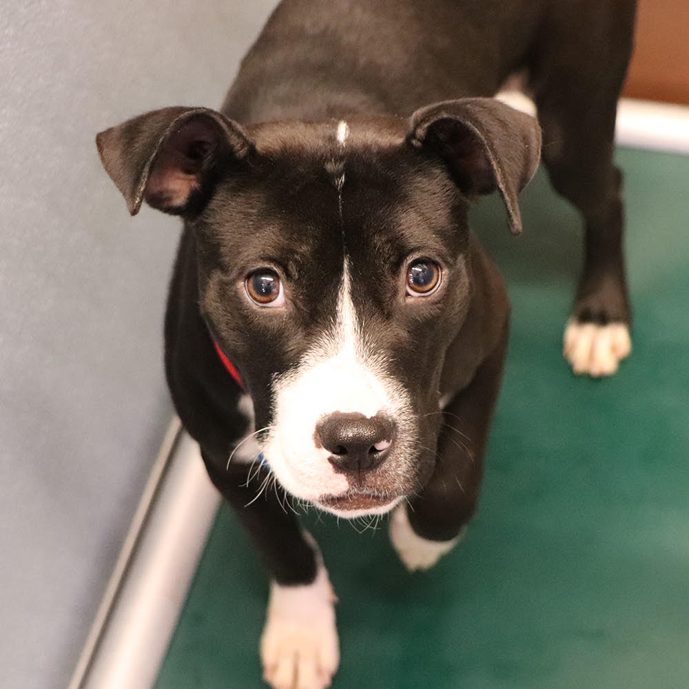 adopt