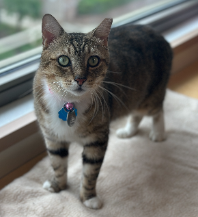 adopt