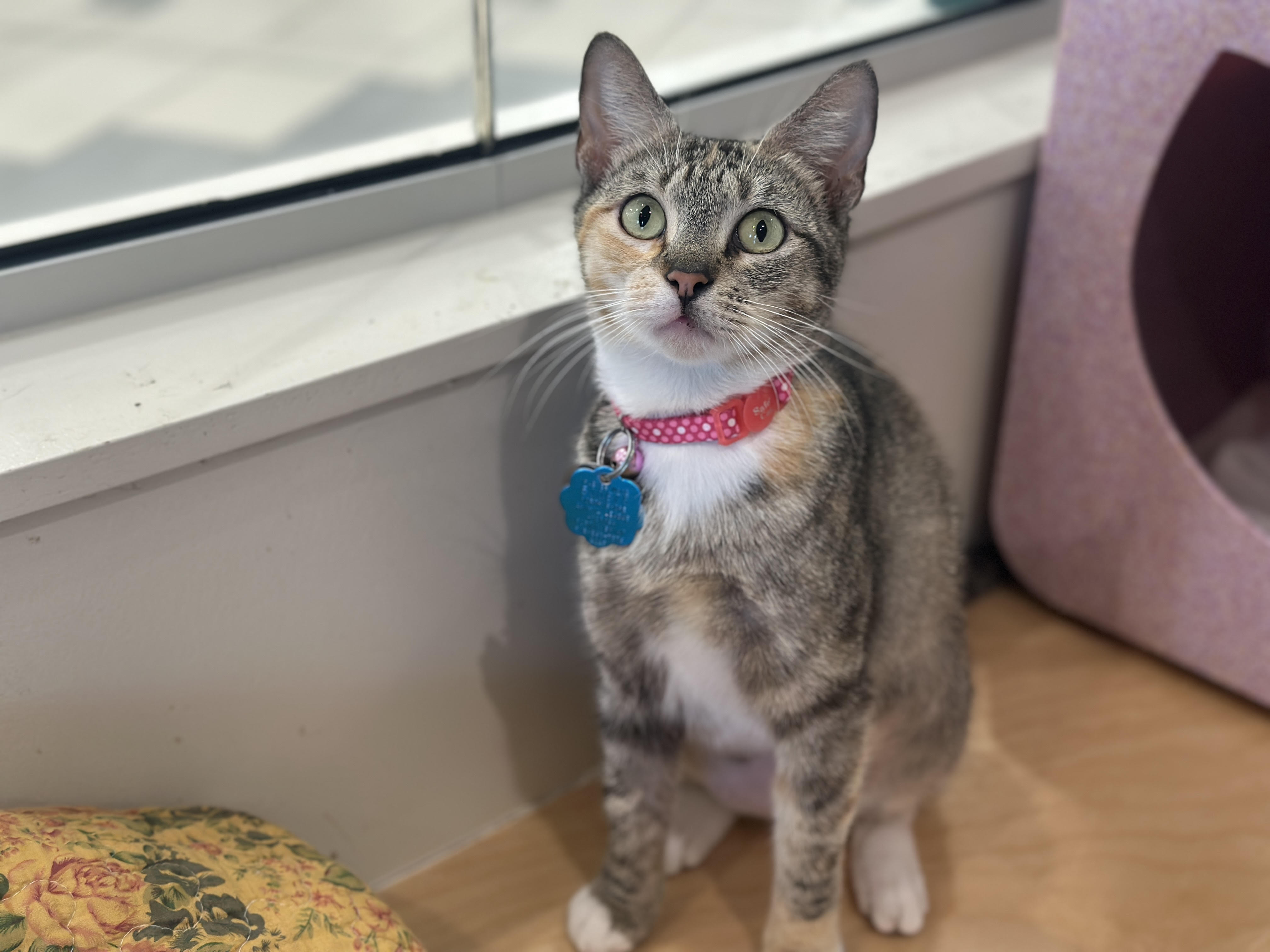 adopt