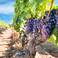 What's the best vineyard on Long Island?