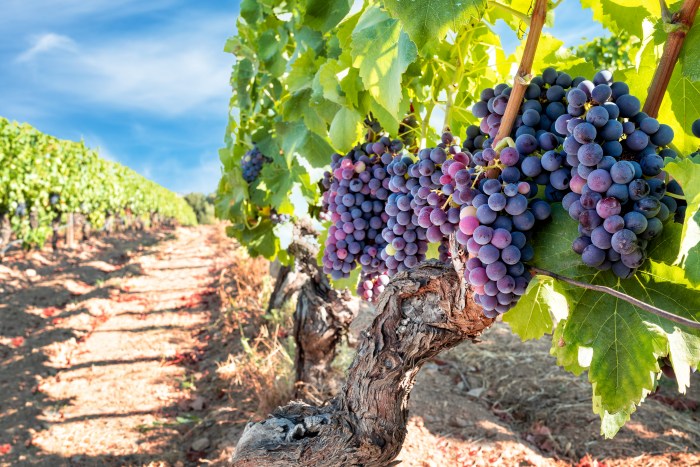 What's the best vineyard on Long Island?
