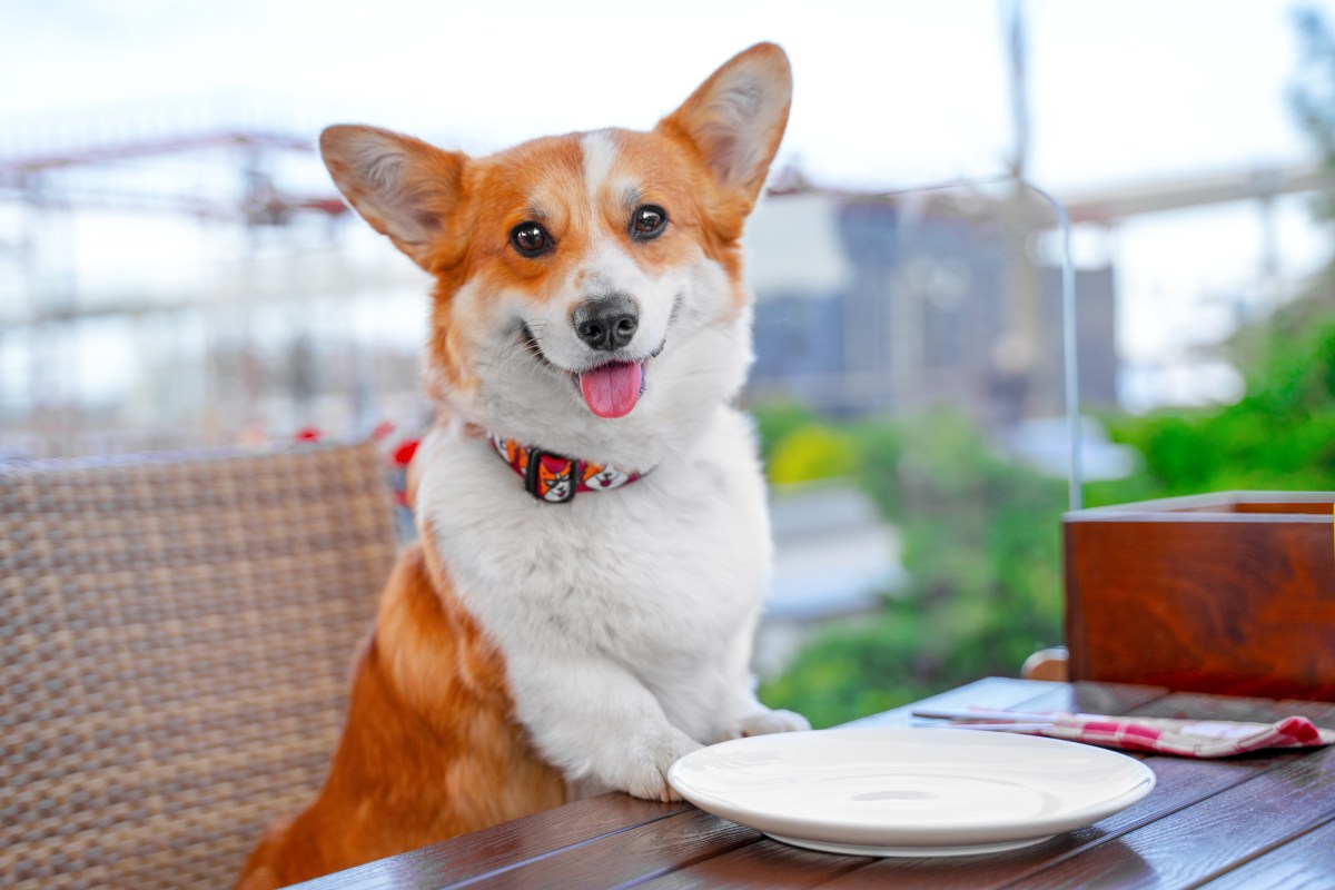 dine out with your dog