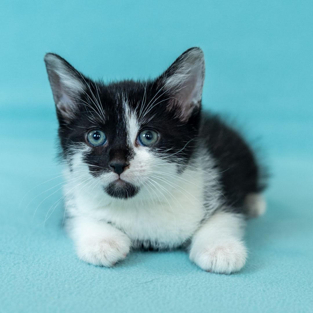 adopt