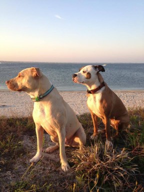 Titus the Rescue Mascot from Ambassadof Barkery has been voted the best mascot on Long Island!