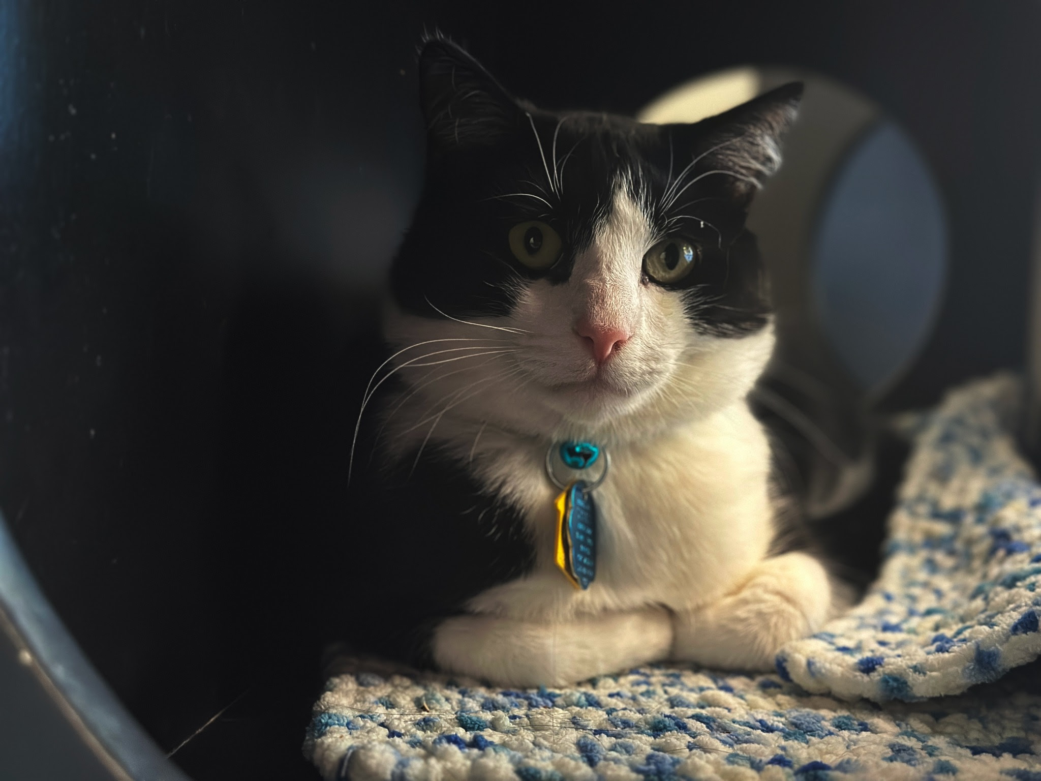 adopt