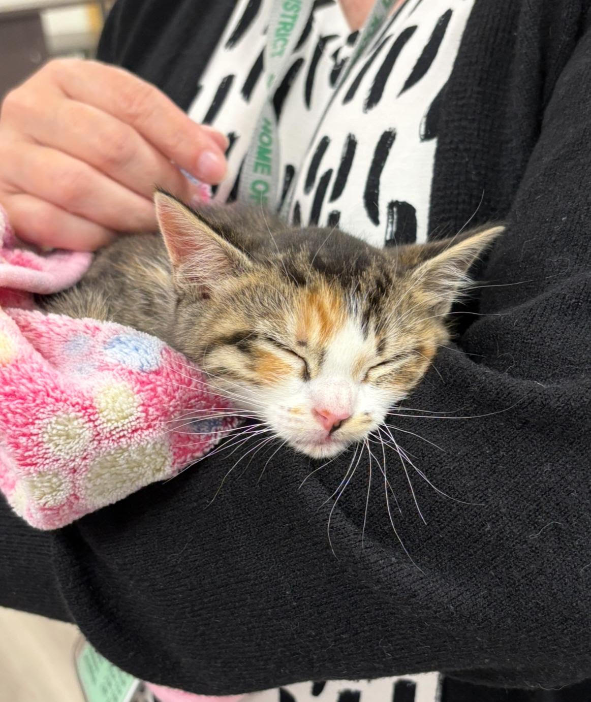adopt
