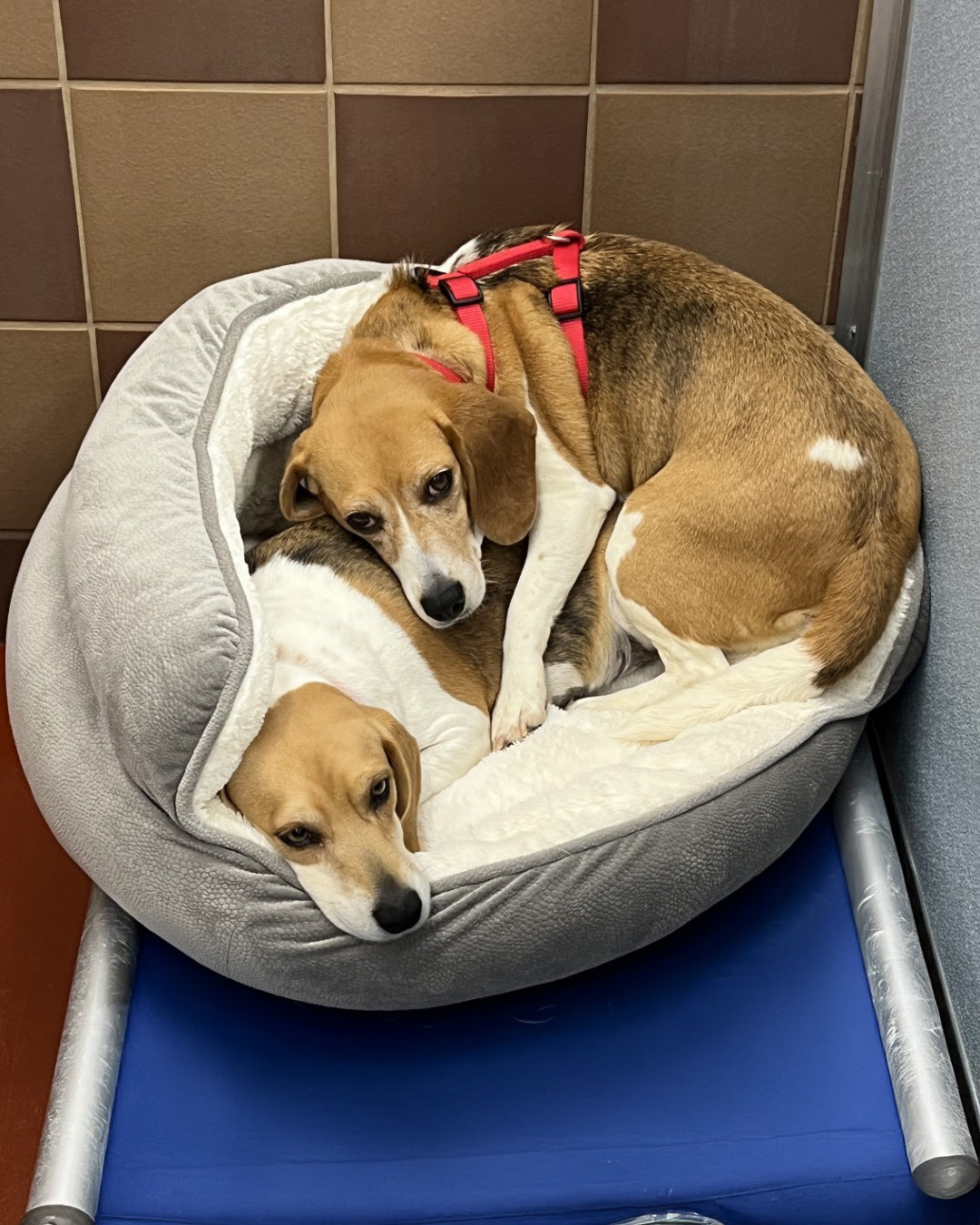 adopt