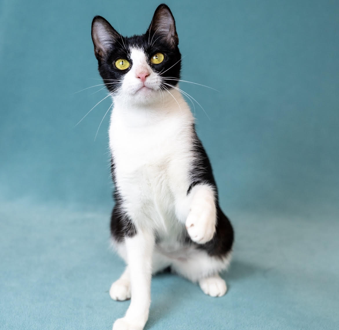 adopt