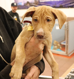 adopt