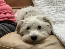adopt