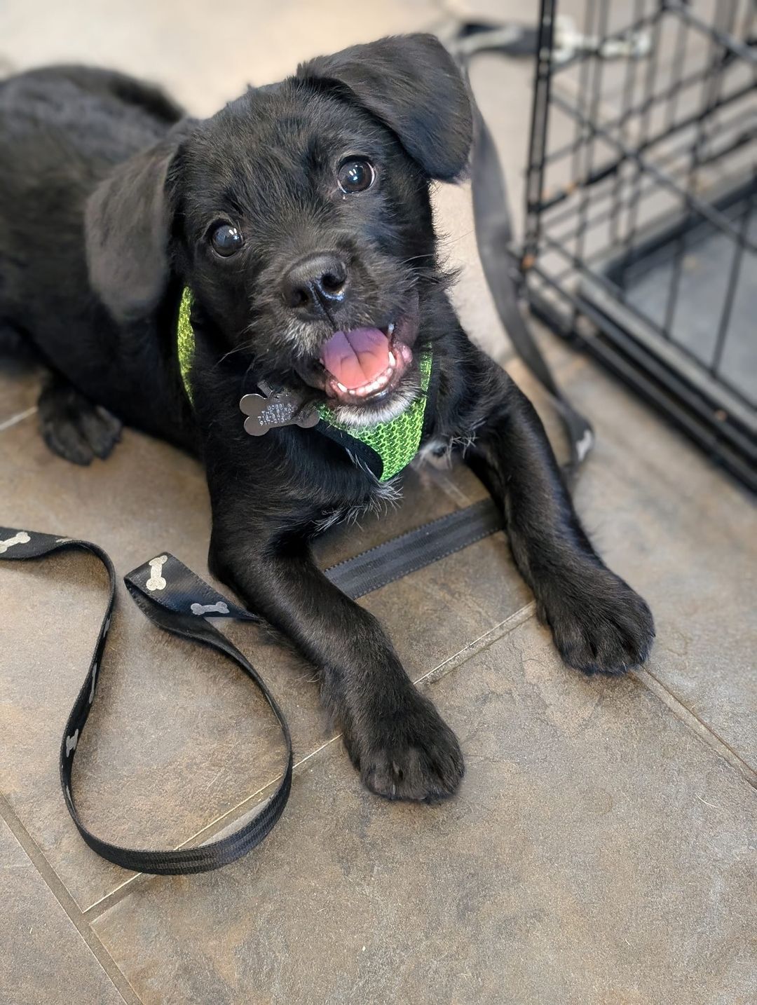 adopt