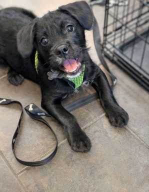 Simon is one of this week's adorable dogs who want to be adopted into a forever home.