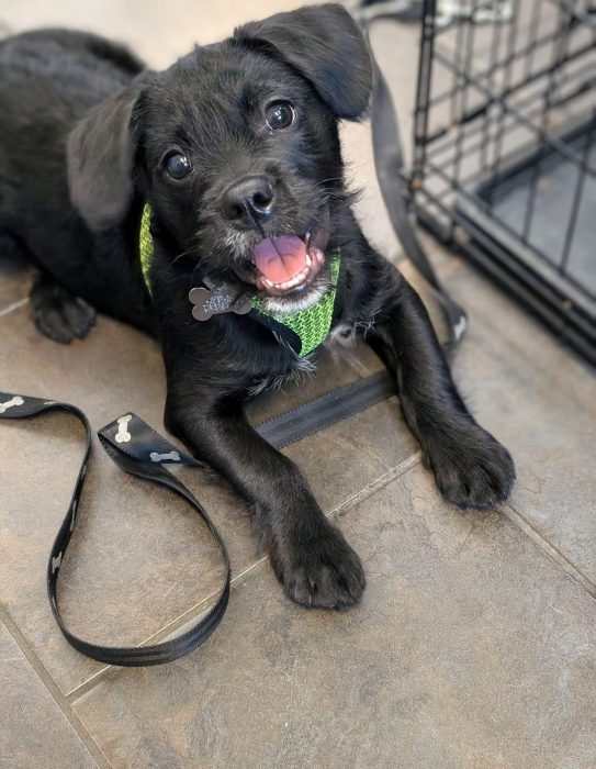 Simon is one of this week's adorable dogs who want to be adopted into a forever home.