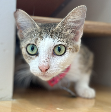 adopt
