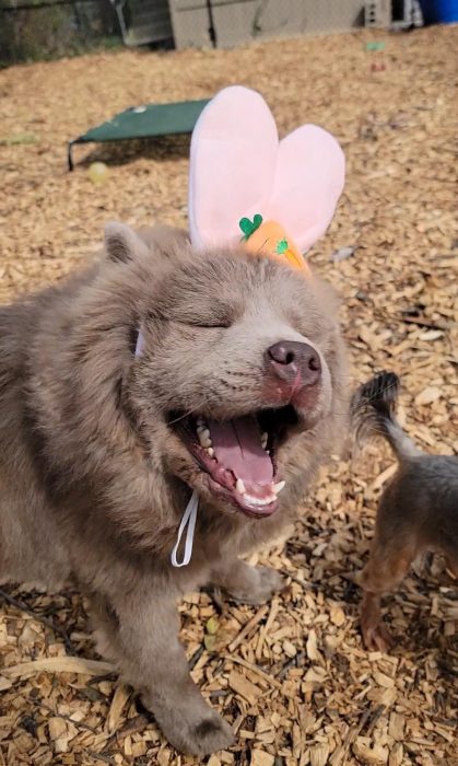 Yogi is one of 11 cats and dogs who can't wait to be adopted!