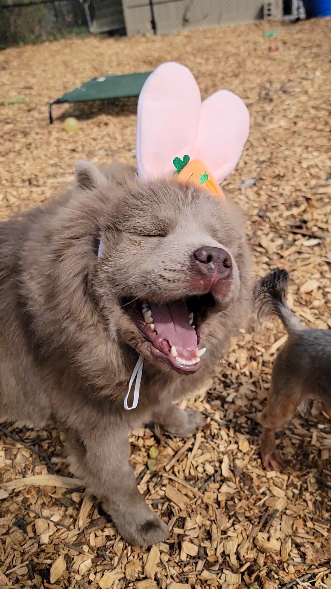 adopt