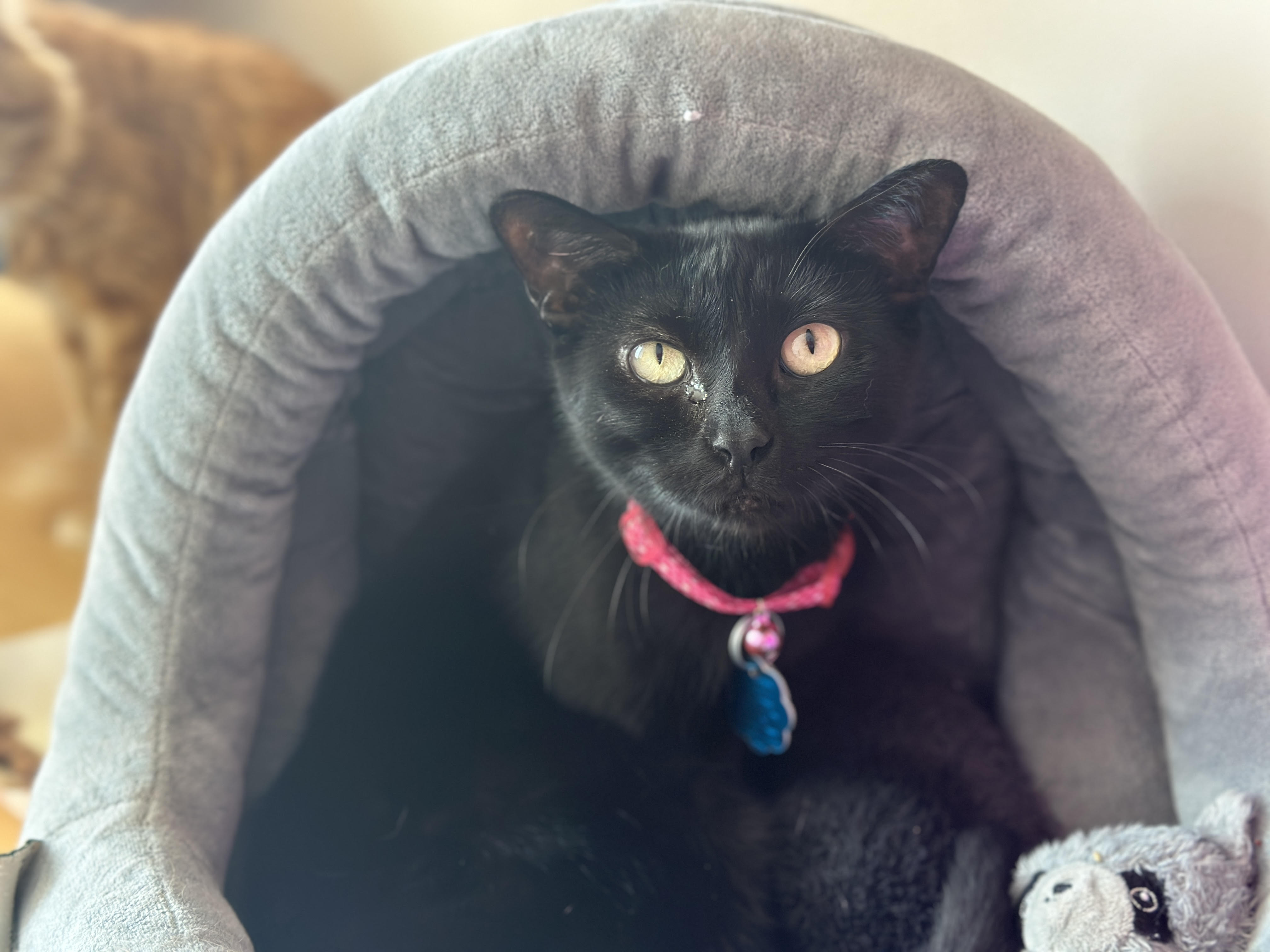 adopt