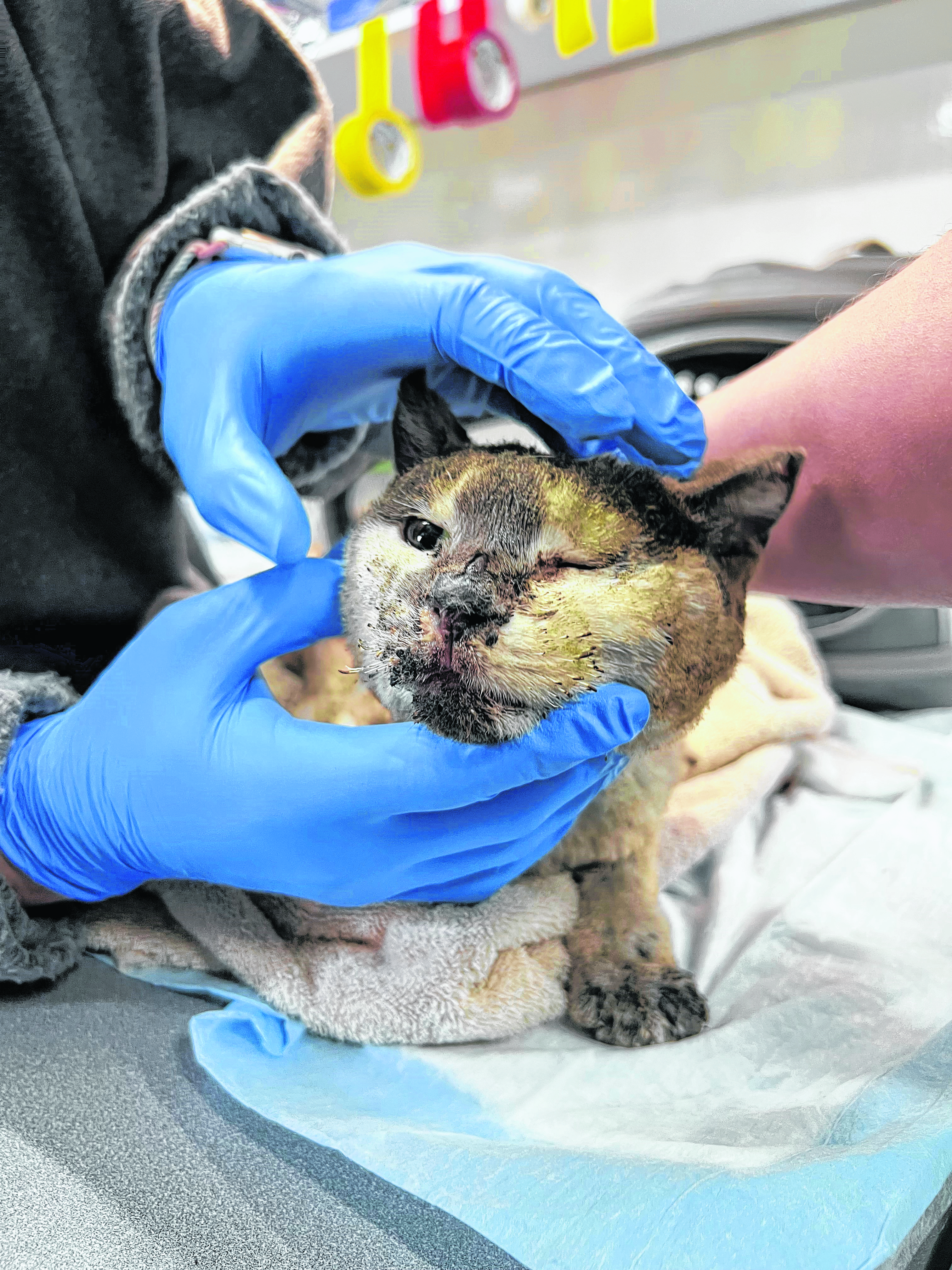 Many cats sustained burns and other injuries in the Happy Cat Sanctuary fire.