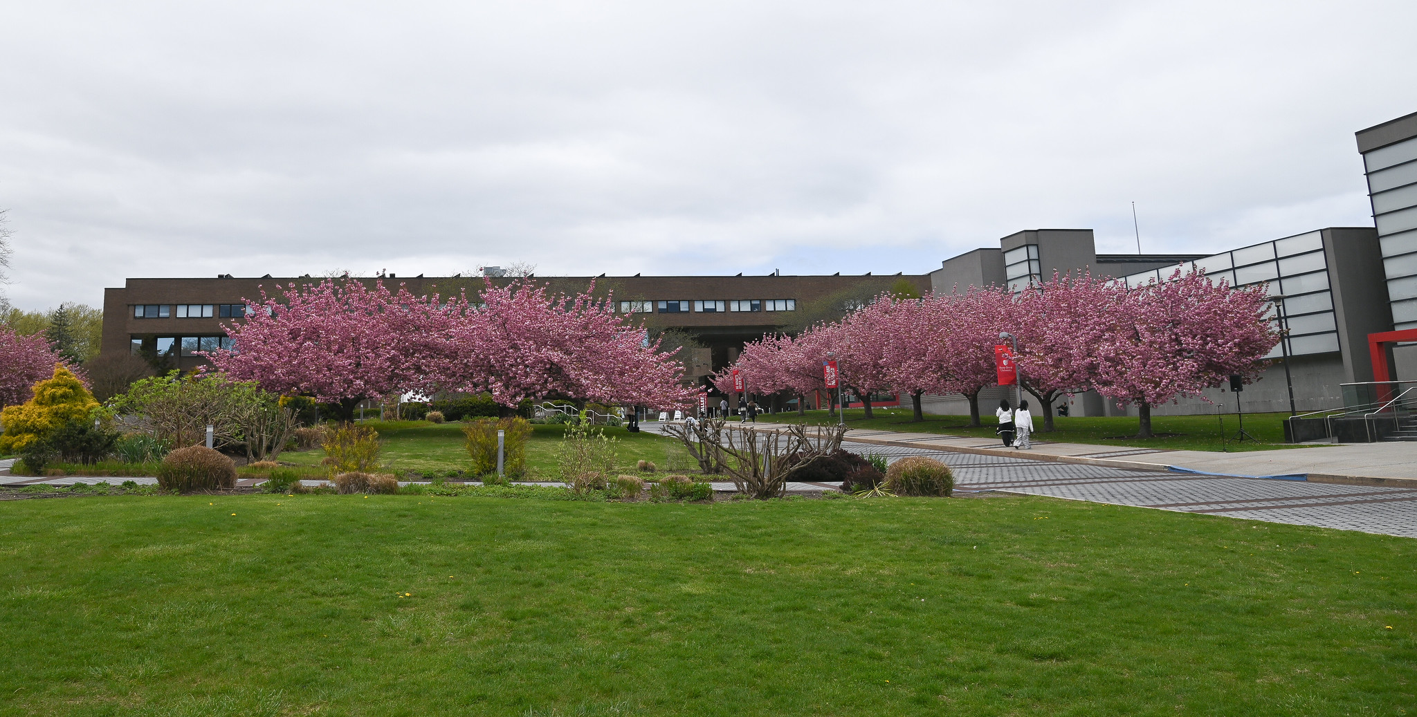 Stony Brook Charles B Wang Center Sakura Matsuri: Cherry Blossom Festival 2025