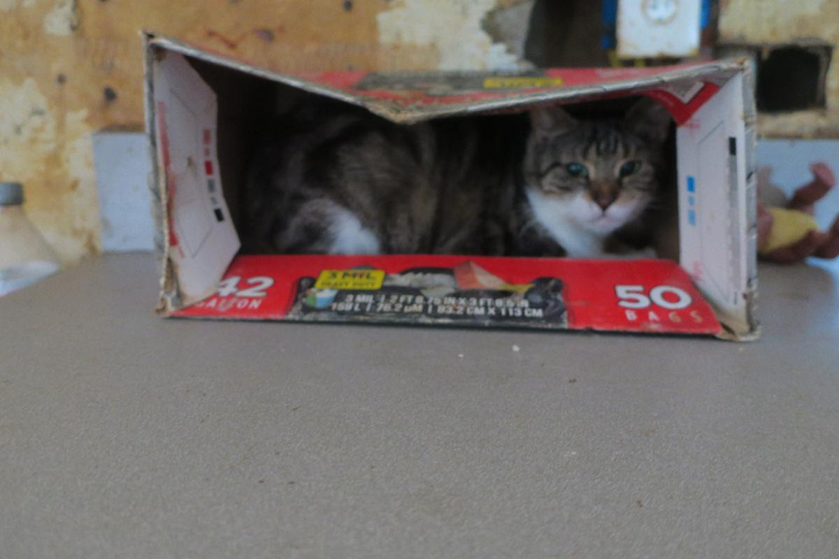 The 69 cats found in Stephen Glantz' home all needed veterinary care to some degree.