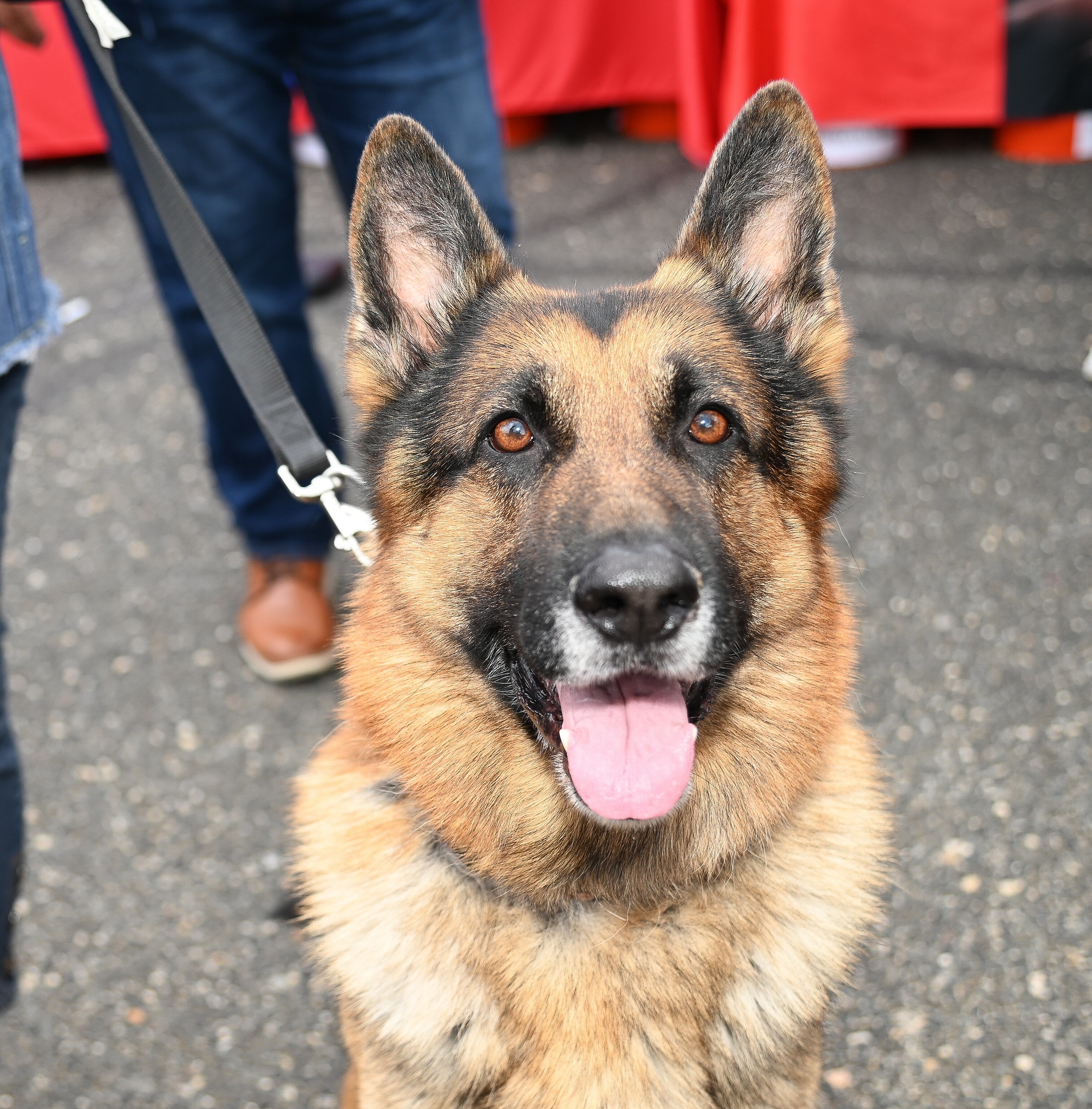 paws of war car show 2025