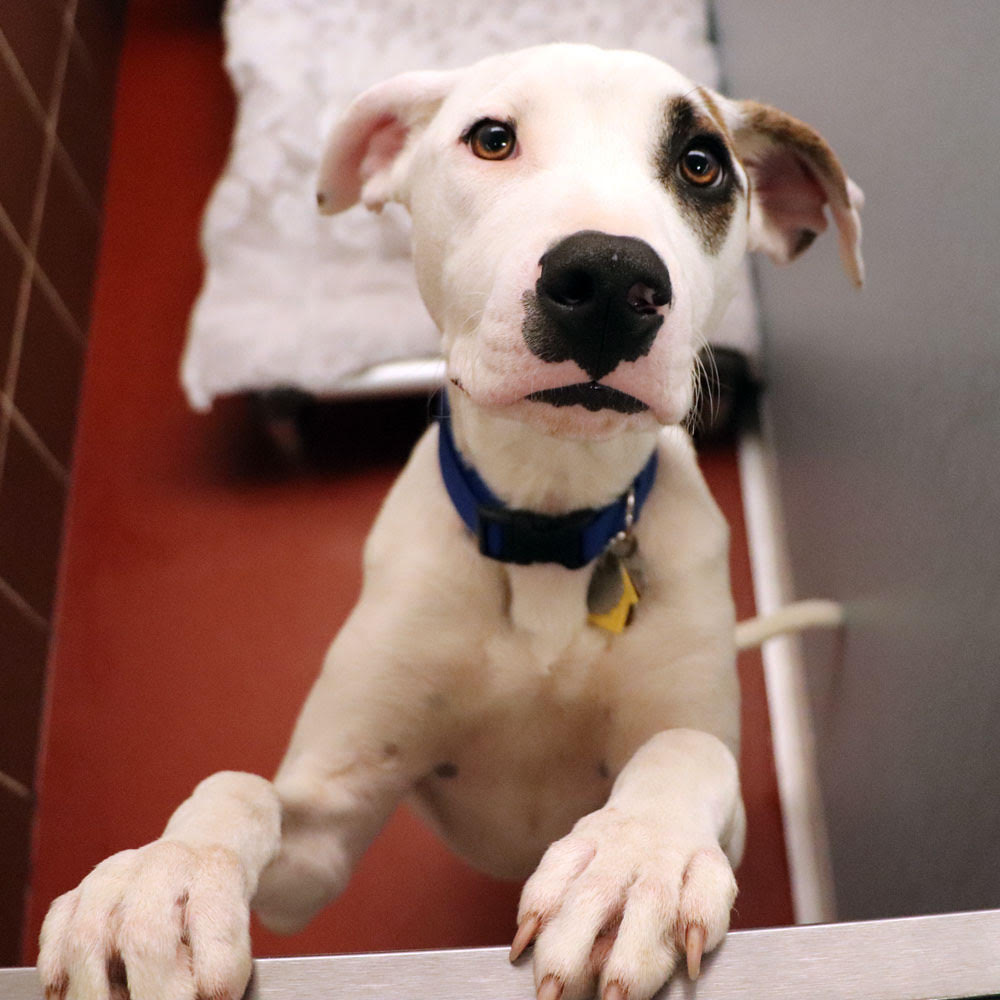 adopt