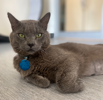 adopt