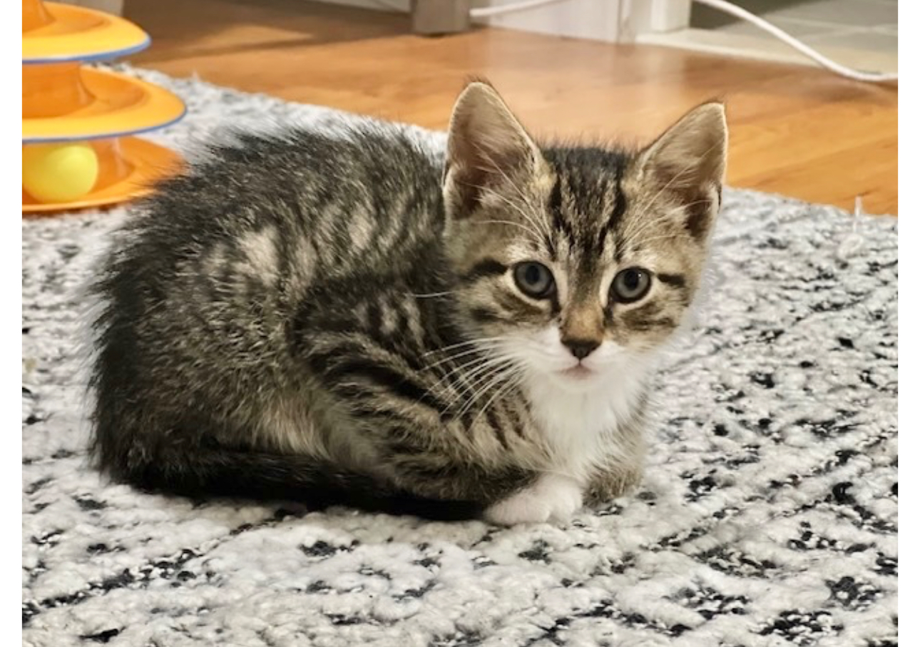 adopt