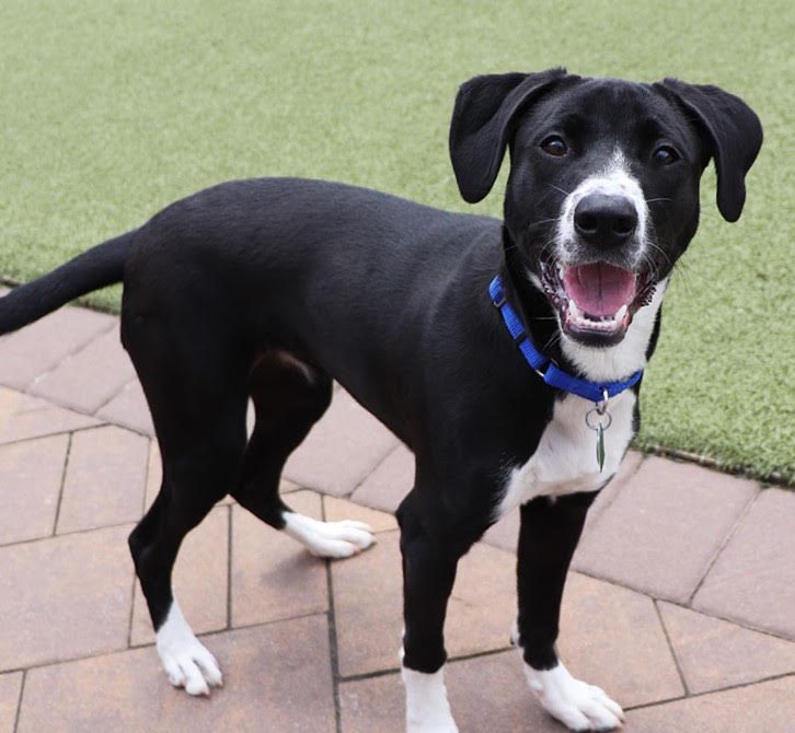 Jessie is one of this week's pals who can't wait to be adopted!