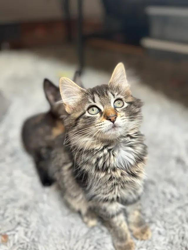 adopt