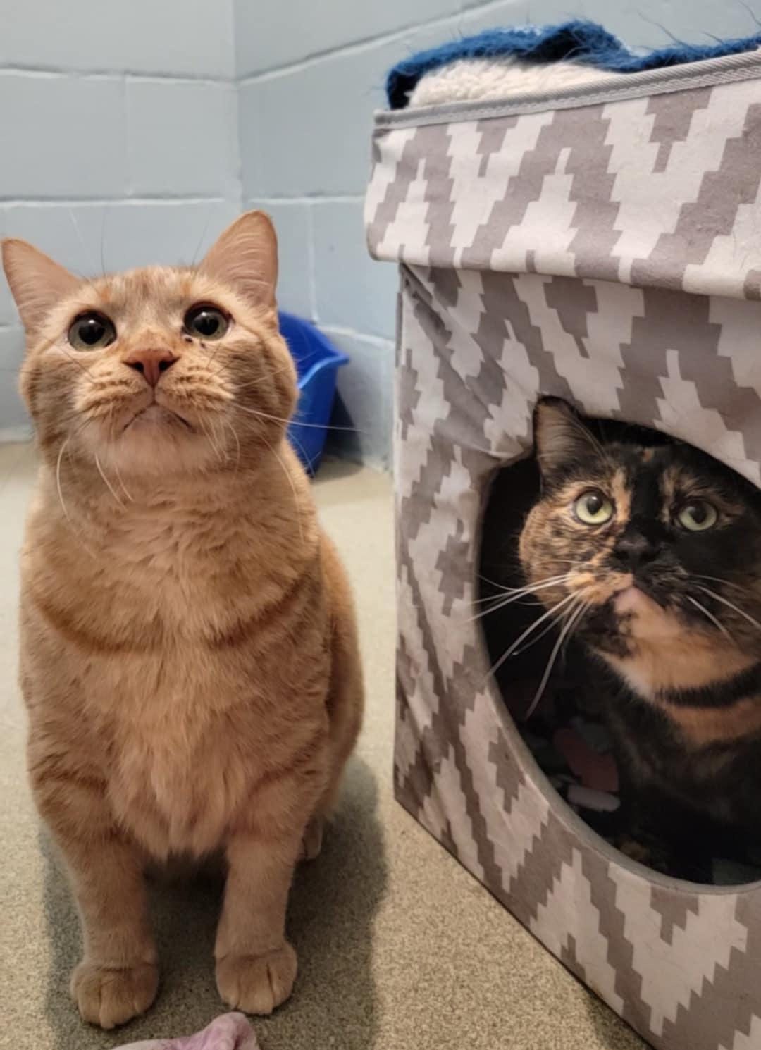 adopt