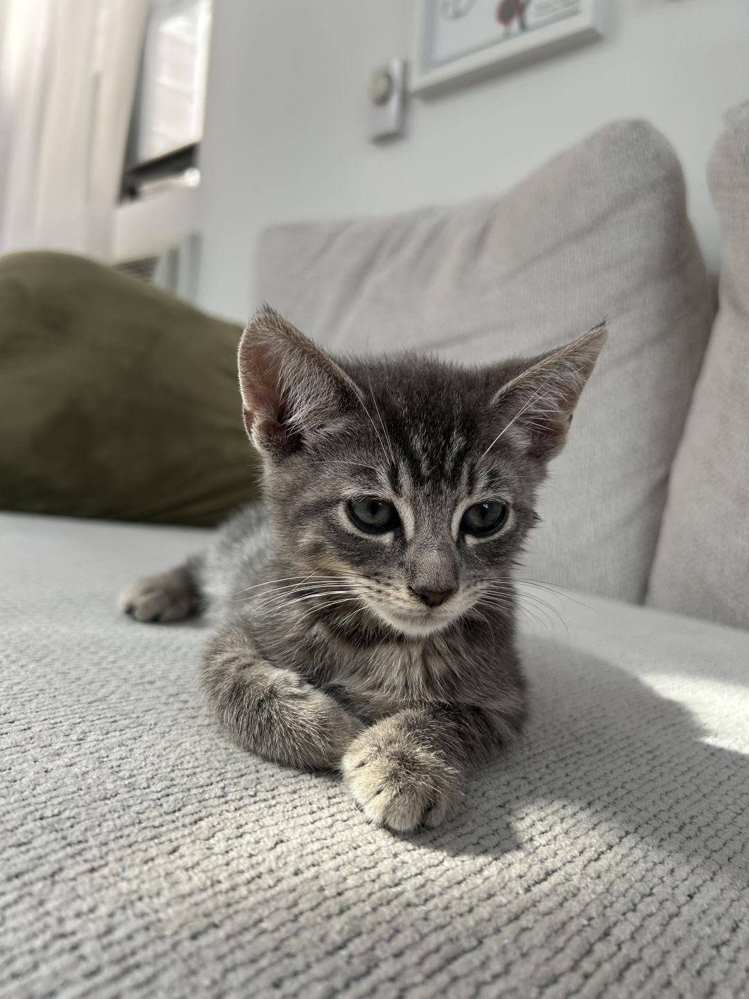 adopt