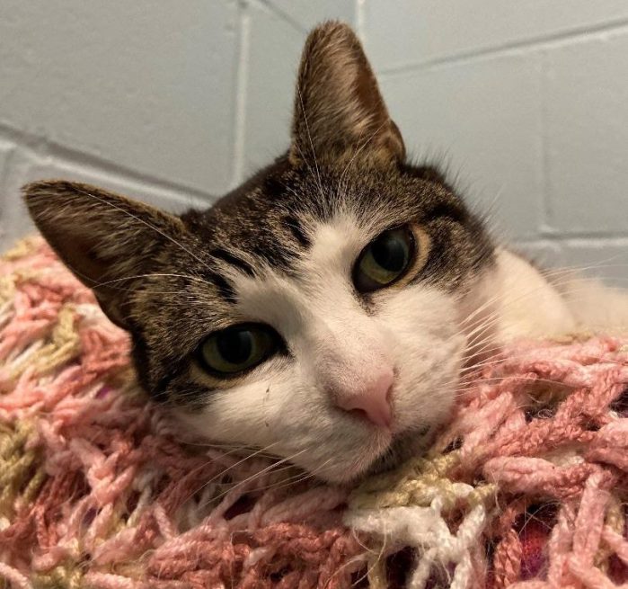 Ratatouille is one of this week's featured adoptable pets!
