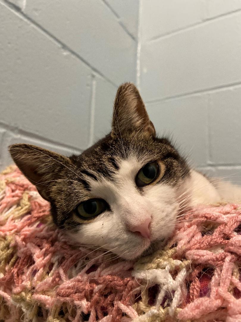 adopt