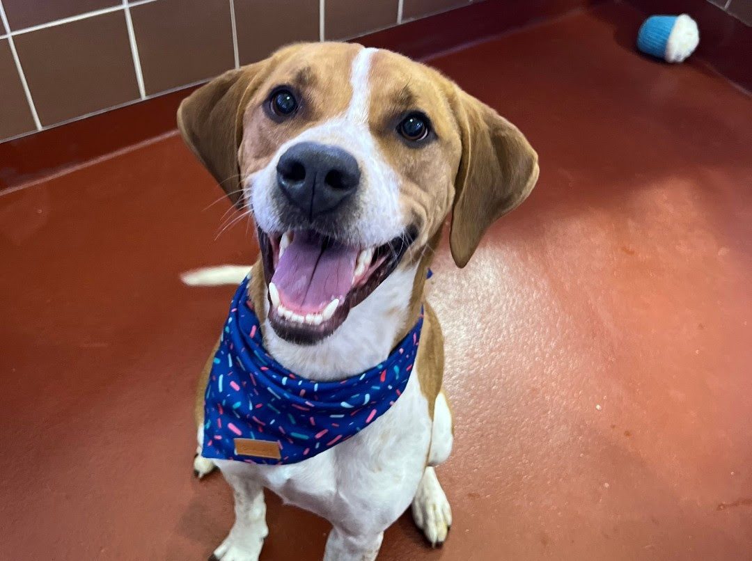Sinatra is one of 13 friendly dogs and cats looking to be adopted into a new home this summer.