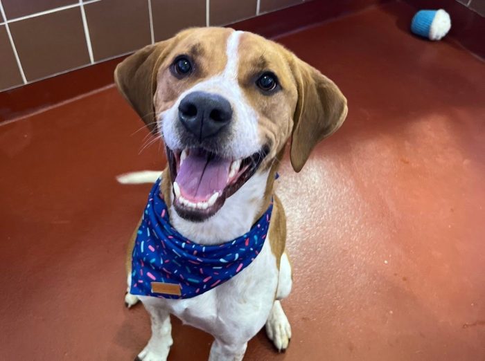 Sinatra is one of 13 friendly dogs and cats looking to be adopted into a new home this summer.