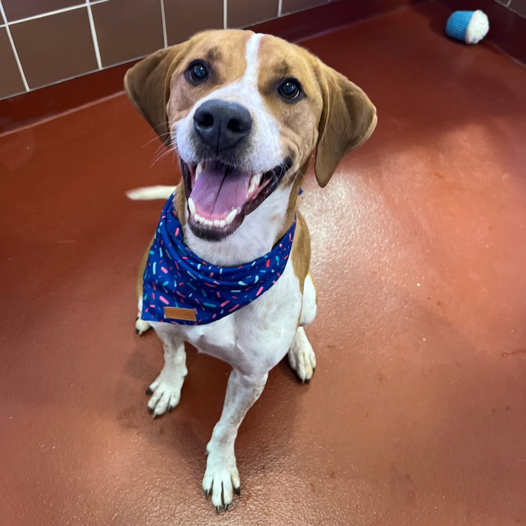 adopt
