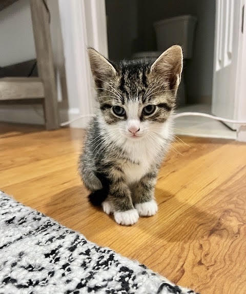 adopt