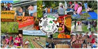 Rewild Long Island will kick off its summer program, engaging teen volunteers with a variety of environmentally-friendly activities.