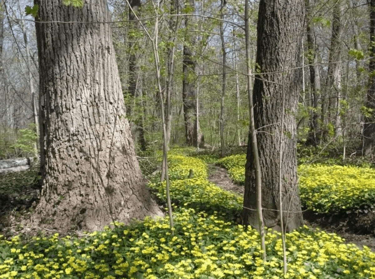 Two bills have been presented in the state legislature that would permit the swap of 2.5 acres from Kings Point Park for a parking lot in exchange for the 5.76-acre Wildwood facility.