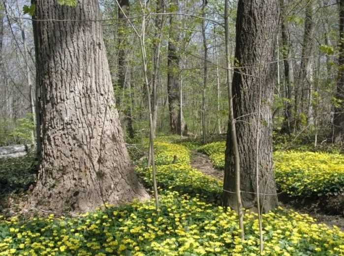 Two bills have been presented in the state legislature that would permit the swap of 2.5 acres from Kings Point Park for a parking lot in exchange for the 5.76-acre Wildwood facility.