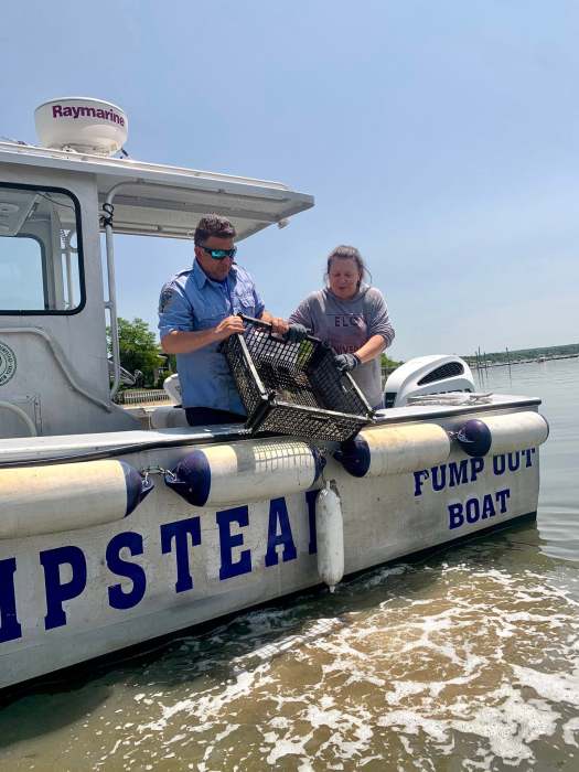 An additional one million oysters were introduced to Manhasset Bay, bringing the total number of oysters reintroduced to five million.