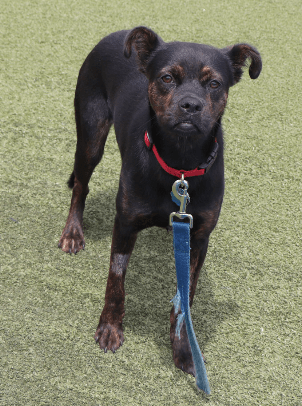 adopt